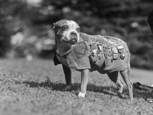 Sergeant Stbby et sa veste de décoration