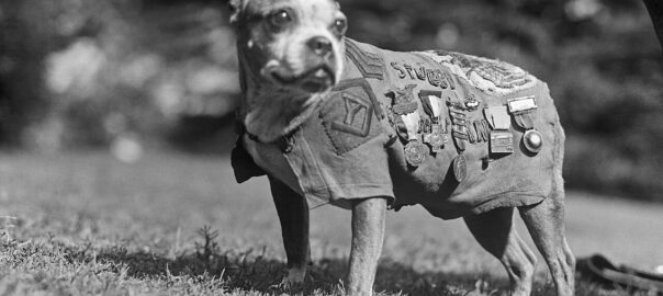 Sergeant Stbby et sa veste de décoration