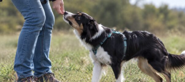 chien qui se fait récompenser
