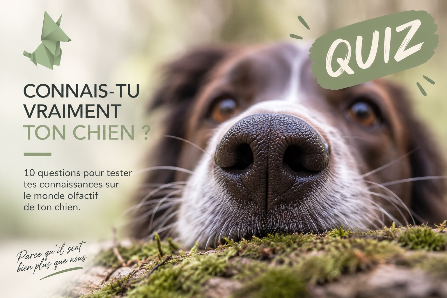 Quiz STUBBY - Connais-tu vraiment ton chien ?