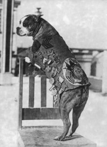 sergent Stubby décoré