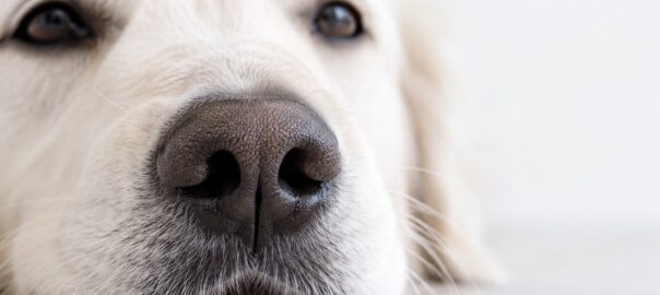 Mon chien : son nez est son super-pouvoir