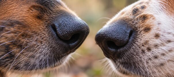 Se former à la recherche animale
